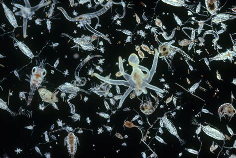 plankton in tagalog|Plankton .
